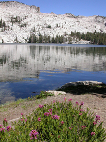 May Lake shore with wildflowers: 
