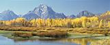 Mount Moran and aspen: 