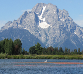 Mount Moran and swan oxbow bend 2011: Mount Moran in the background and swan on the water at oxbow bend on the snake river