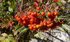 Mountain Ash berries: 