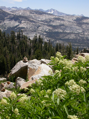 Mt Hoffman duck and shrubs: 