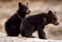 NPS grizzly bear cubs 220 pxl: 