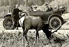 NPS historic photo collection road trip and elk: 