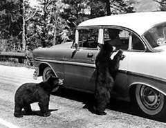 NPS historic photo collection Jack E Boucher bears begging: 