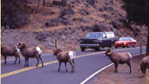 NPS photo by Peaco big horn sheep crossing road: 5 bighorn sheep crossing a two lane road, with two cars waiting