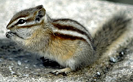 NPS photo chipmunk: chipmunk munching