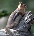 NPS photo golden-mantled_ground_squirrel: NPS photo golden-mantled ground squirrel sitting up on a tree stub