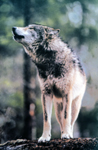 NPS photo gray wolf: 