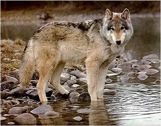 NPS photo gray wolf pauses along riverbank: gray wolf starting to wade into the water