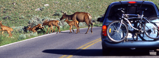 NPS photo minivan and elk family: 