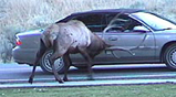 NPS photo of an elk ramming a car: 