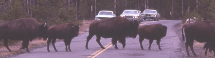 NPS photo of bison crossing road: 