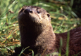 NPS photo otter: 