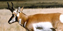 NPS photo pronghorn: 