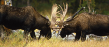 NPS two bull moose sparring 220 pxls: 