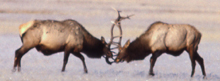 NPS two elk sparring 220 pxls: 