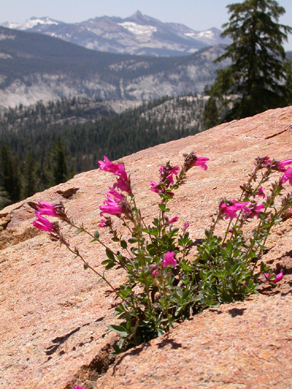 Penstemon growing from a crack in a rock: 