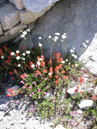 Penstemon paintbrush and: 