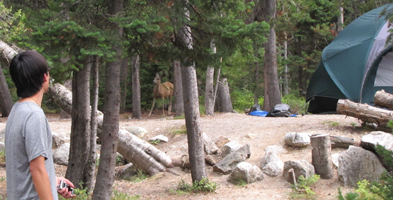 Peter Ye and deer in campsite: man, deer and six-person tent in a wooded campsite
