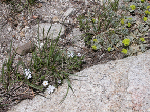Phlox and Sulphur Flower on Mt Hoffman: 