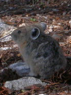 Pika near Inspiration Point: 