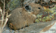 Pika nibbling Grand Teton park 2006: 