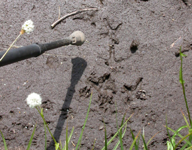 Ptarmigan tracks in mud: 