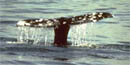 whale tail NPS photo: ocean surface with the tail of a gray whale flipping up out of the water