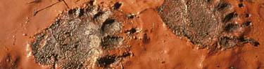 bear tracks in mud NPS photo: two bear tracks in mud showing all five toes and claws