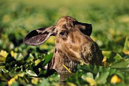 Rick Konrad photo female moose among lily pads: Rick Konrad photo of female moose among lily pads