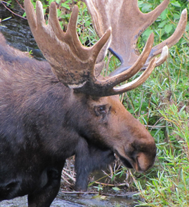 Sept 2010 bull moose below Snake river bridge photo by Alan Ahlstrand: bull moose, mostly showing antlers and head