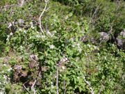 Serviceberry bush: 