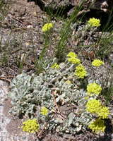Sulphur Flower on Mt Hoffman: 