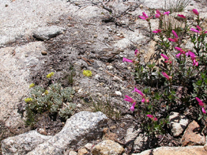 Sulphur Flower and Penstemon on Mt Hoffman, Yosemite: 