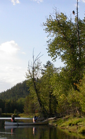 Sylvia Gallegos photographing Bald Eagle on snag: 