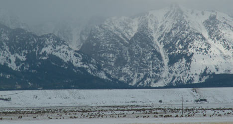 Tetons and herd from inner refuge road winter: Tetons mountian range and elk herd from inner refuge road in winter