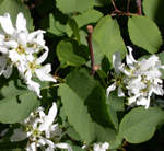 Western Serviceberry: 