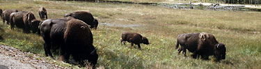NPS photo small herd of bison: a small herd of bison including a calf