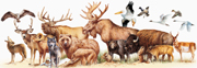 NPS photo Yellowstone wildlife montage Robert Hynes 180 pxls: 