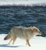 Yellowstone coyote at Soda Butte creek winter: 