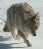 Yellowstone coyote winter 2007: 