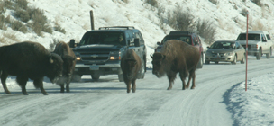 Yellowstone winter bison jam: 