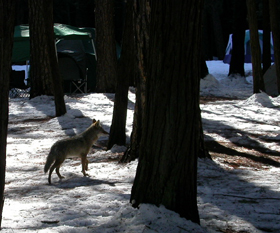 Yosemite coyote feb 2004: 