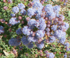 arboretum ceanothus: 