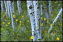 aspen sunflowers and lupine terragalleria: 