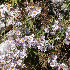 aster Cascade Canyon: 