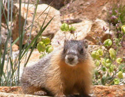 baby marmot: 