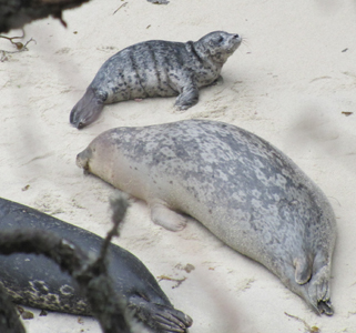 baby seal Point Lobos march 2014: seals seen from a cliff above a beach