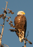 bald eagle 2008: 