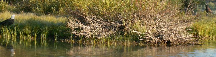 bald eagle and juvenile 2008 Tetons: bald eagle and juvenile at water's edge Oxbow bend